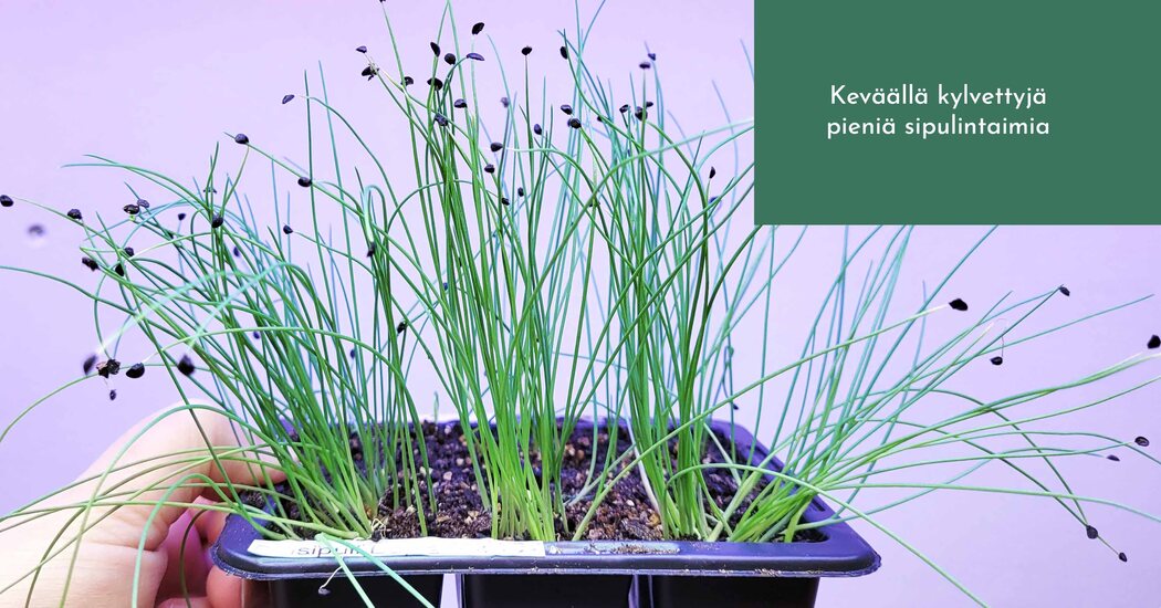 Sipulin kasvatus siemenestä