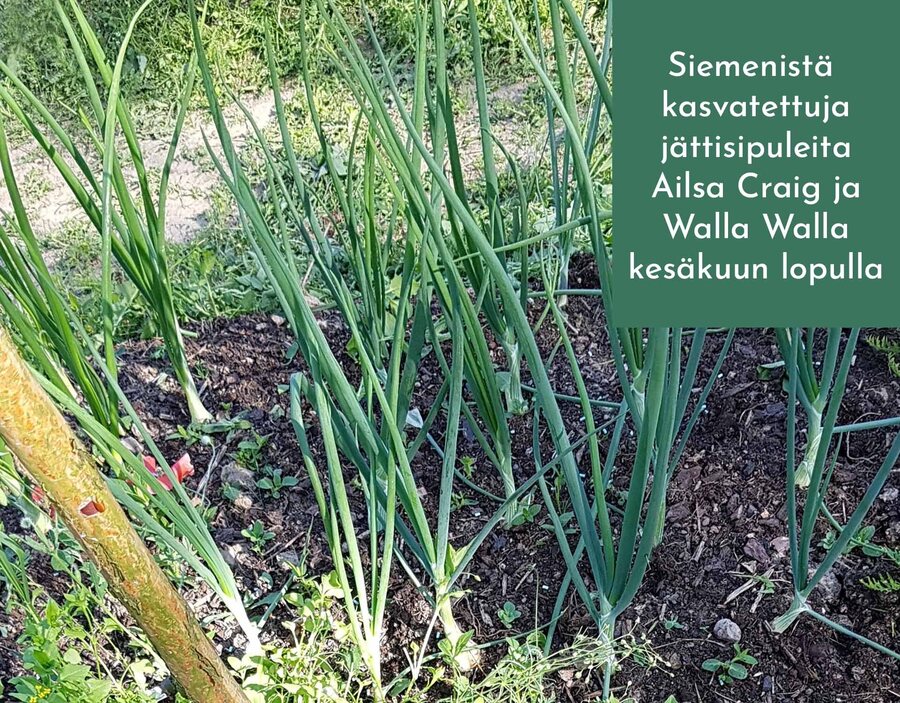 Sipulin kasvatus siemenestä