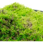 Sybotanica Live sheet moss 3 l