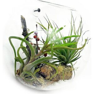 Seinäterraario iso