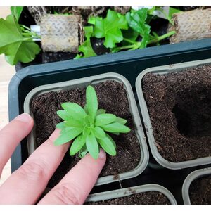 Nelson Garden Bioruukku 8 cm 15 kpl