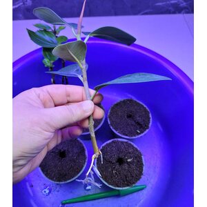 Nelson Garden Bioruukku pyöreä ø8 cm 20 kpl