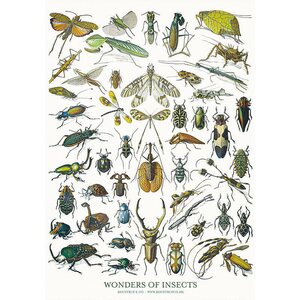 Koustrup & Co's Kortti Wonders of Insects A5