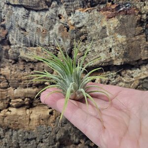 Tillandsia ionantha - käpytillandsia