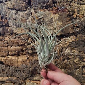 Tillandsia sp. 5