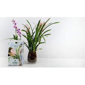 Nelson Garden Orchid. Premium orkideamulta 4 l