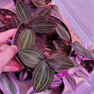 Puutarhurille.fi Ludisia – Ludisia discolor