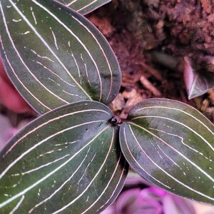Puutarhurille.fi Ludisia – Ludisia discolor