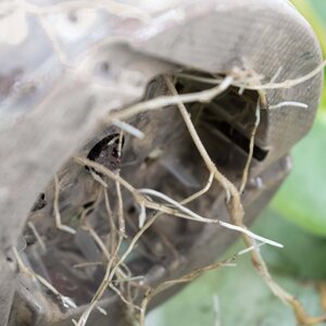 Sybotanica SYBA-Hydro mix 5 l