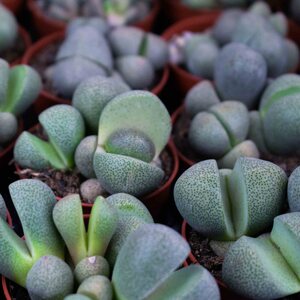 Sybotanica Lithops & Split rock mix 3 l