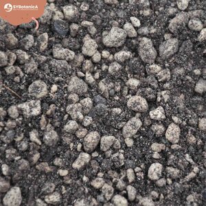 Sybotanica Lithops & Split rock mix 3 l