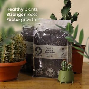 Sybotanica Cacti & Succulent mix 5 l