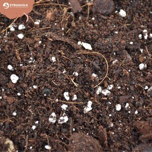 Sybotanica Hoya mix 5 l