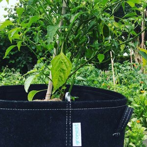 Grow-Win Viljelysäkki 55 l