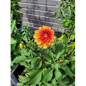 Puutarhurille.fi Daalia ’American Sunset’ *loppu kaudelta 2025*
