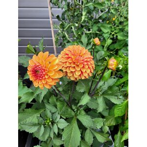 Puutarhurille.fi Daalia ’American Sunset’ *loppu kaudelta 2025*