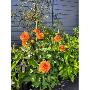 Puutarhurille.fi Daalia ’American Sunset’ *loppu kaudelta 2025*