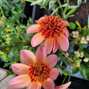 Puutarhurille.fi Daalia ’Totally Tangerine’ *loppu kaudelta 2025*