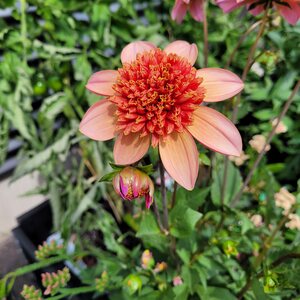 Puutarhurille.fi Daalia ’Totally Tangerine’ *loppu kaudelta 2025*