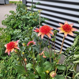 Puutarhurille.fi Daalia ’Totally Tangerine’ *loppu kaudelta 2025*
