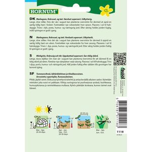 Hornum Kähärälehtinen persilja 'Grüne Perle' (Petroselinum crispum)