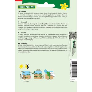 Hornum Lehtikaali ’Halbhoher grüner krauser’ (Brassica oleracea var. sabellica)