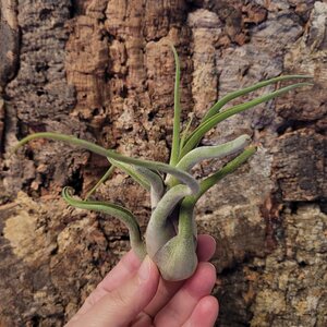 Tillandsia sp. 2