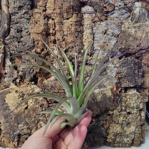 Tillandsia sp. 5