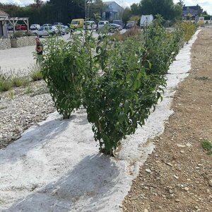 Grow-Win Biohajoava hamppukate monivuotinen 0,56 m x 5 m