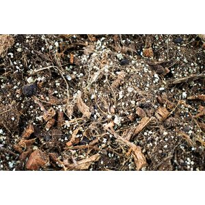 Sybotanica Alocasia mix 5 l