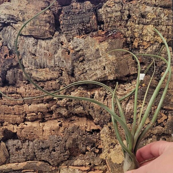 Tillandsia sp. 2