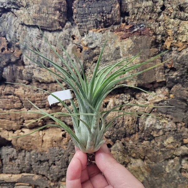 Tillandsia sp. 3