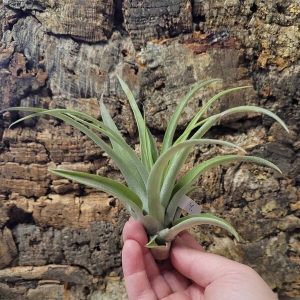 Tillandsia sp. 4