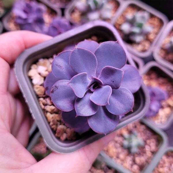 Puutarhurille.fi Mehiruusuke – Echeveria sp.