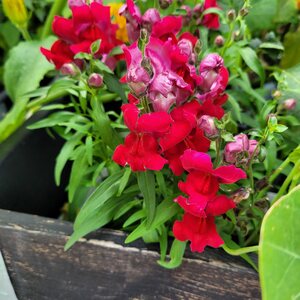 Talvikylvöön sopivat siemenet